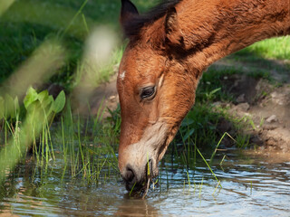 close up  portrait of  little  bay Hanoverian foal drinking water from river