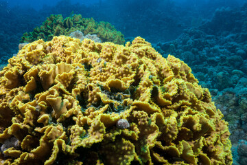 Egypt, Hurghada, Makadi Bay, Cabbage Coral (Turbinaria reniformis)
