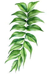 tropical green leaf watercolor botanical illustration with elegant foliage painting for floral design and natural decor