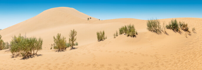 Scenic view featuring shrubs thriving on sand dunes beneath a clear blue sky, capturing the essence of a serene desert landscape