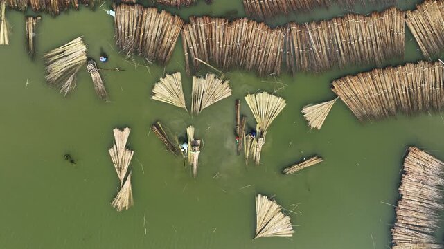 Natore, Bangladesh - 23 August 2025: Aerial view of timber floating on water, creating a textured pattern in shades of brown against the greenish water surface.