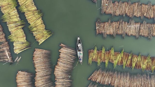 Natore, Bangladesh - 23 August 2025: Aerial view of a boat navigating through a network of logs floating on the water, creating a textured mosaic.