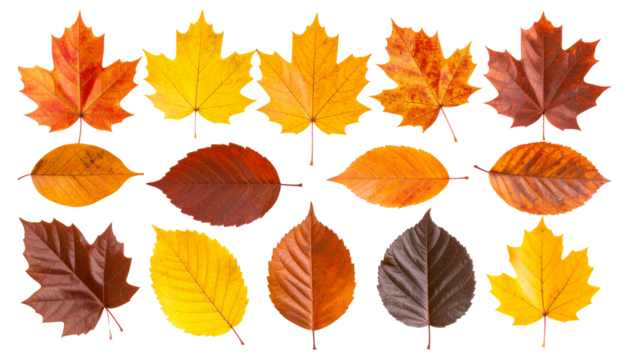 Ten colorful autumn leaves showing changing seasons on transparent background