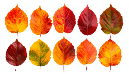 Obraz premium Ten colorful autumn leaves showing changing seasons on transparent background