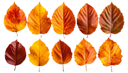 Obraz premium Ten colorful autumn leaves showing changing seasons on transparent background