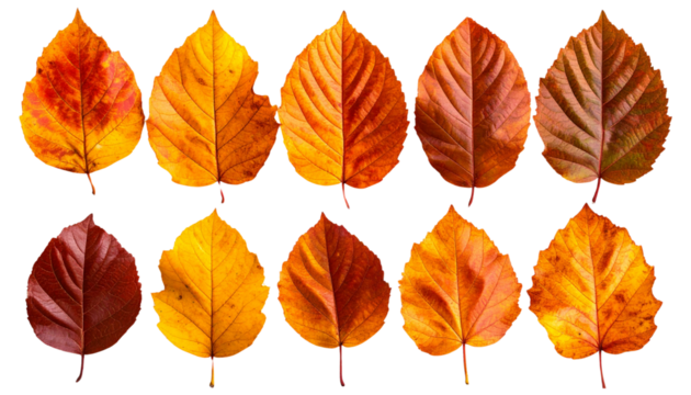Ten colorful autumn leaves showing changing seasons on transparent background
