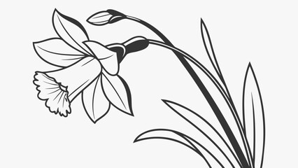 Detailed line drawing of a daffodil flower with leaves and a bud on a white background art