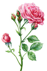 pink rose with buds and green leaves watercolor botanical illustration for greeting cards invitations and romantic design