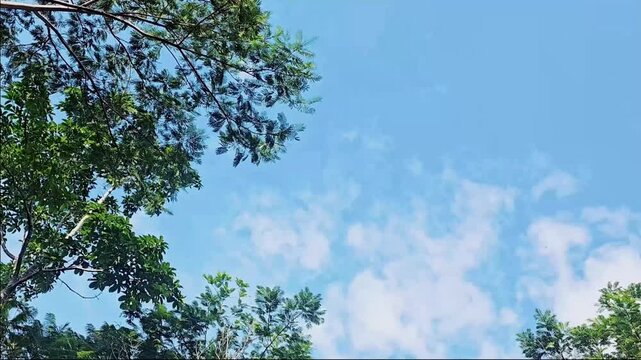 Low-angle view of a vibrant blue sky partially covered with fluffy white clouds, seen through the canopy of green deciduous trees