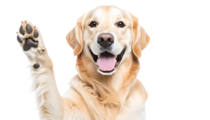Golden retriever standing proudly with a cheerful expression