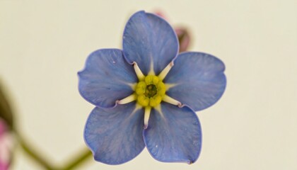 A close-up view of a delicate, vibrant blue flower with a bright yellow center against a soft, light beige backdrop.