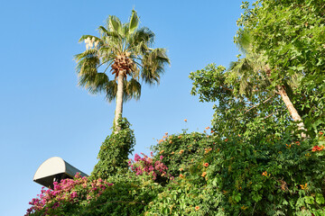 Blooming oleanders and palm trees against a blue sky