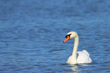 Mute swan on the lake, pure natural beauty