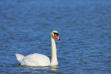 Mute swan on the lake, pure natural beauty