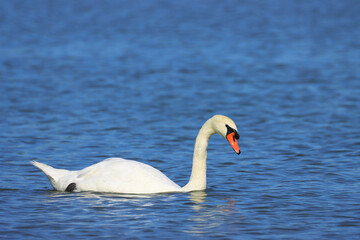 Mute swan on the lake, pure natural beauty
