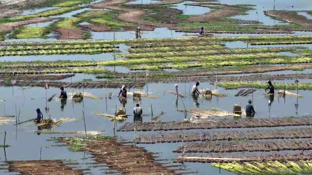 Natore, Bangladesh - 23 August 2025: Aerial view of jute processing in water, showcasing people working amidst rows of submerged jute plants.