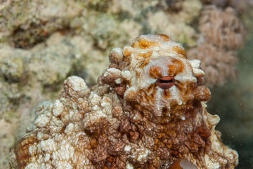 Egypt, Hurghada, Makadi Bay, Common Octopus (Octopus vulgaris)