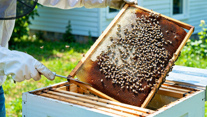 A beekeeper working on a beehive, collecting honey for the production