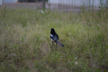 crow on the grass