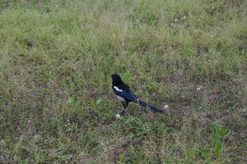 crow on the ground
