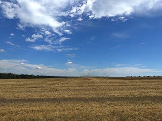 Golden stubble field after wheat harvest under a bright blue sky, peaceful rural summer landscape.