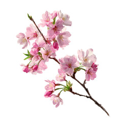 Fototapeta premium A close up of a branch with pink cherry blossoms against a black background in spring time beauty