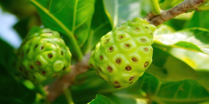 Vibrant image of noni fruit on a tree, demonstrating the tropical health benefits of the plant.