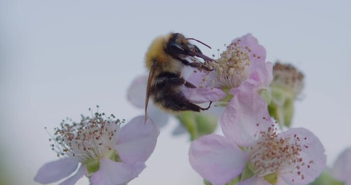A bee with long tongue proboscis collects nectar from a small pink bramble flower then flies away. Macro.