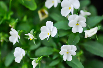 Pansies, Pansy or Viola or Viola cornuta or  Viola lutea or Viola x wittrockiana flower or white pansy flower