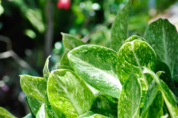 Aglaonema sp,Udomsap,Chinese Evergreen, ARACEAE or Aglaonema