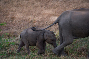 A mother elephant walking with her calf across a grassy field in the wild.