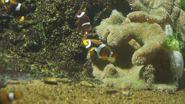 Clownfishes or anemonefishes or genus Amphiprion are saltwater fishes found in the warm & tropical waters of the Indo-Pacific. They mainly inhabit coral reefs. Pomacentridae family. omnivorous fishes.