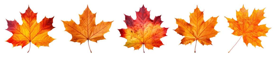 Obraz premium PNG Vibrant autumn maple leaves row, element set on transparent background