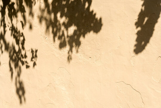 Beautiful shadows cast by leaves on a textured beige wall during afternoon sunlight