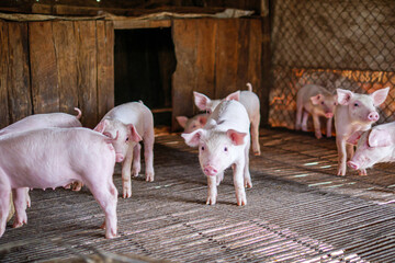 Piglet at pigsty. Pig farm. Group of piglet at animal farm.