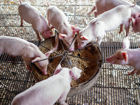 Piglet at pigsty. Pig farm. Group of piglet at animal farm. Feeding pigs - Powered by Adobe