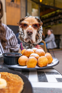 Naklejki Funny dog with sunglasses sitting at table with donuts