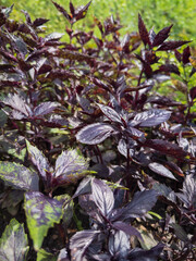 Close-Up of Dark Basil Growing in Garden Bed
