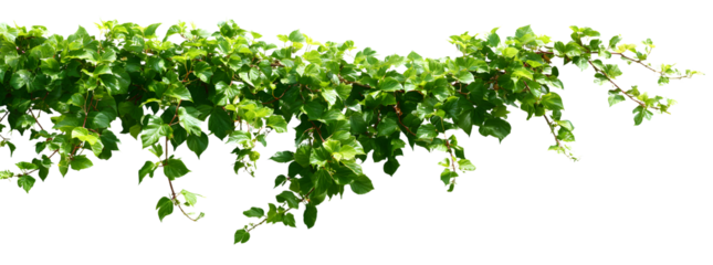 Bush grape or three-leaved wild vine cayratia (Cayraia trifolia) liana ivy plat bush, nature frame jungl border isolated on white ackground, clipping path icluded