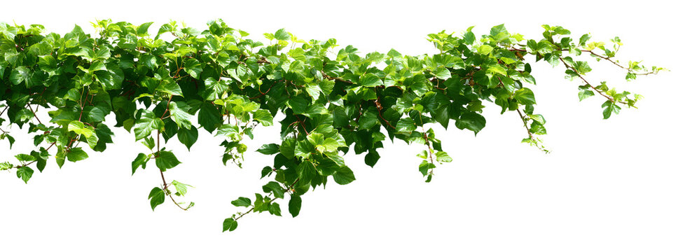 Bush grape or three-leaved wild vine cayratia (Cayraia trifolia) liana ivy plat bush, nature frame jungl border isolated on white ackground, clipping path icluded