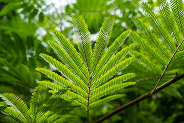 Close up of green leaves in a tropical forest. Natural background.