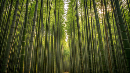 Fototapeta premium Tall green bamboo stalks forming a natural tunnel with sunlight filtering through the canopy