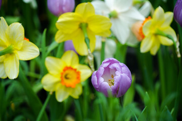 Bright tulip flowers filling the background of a garden. Spring banner, blossom background. Amazing white tulip flowers blooming in a tulip field. Tulips field.