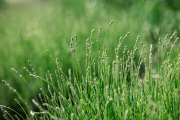 Lavender plants growing in a sunny field during summer season
