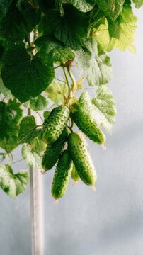Cucumber vines climb strings in a well-cared garden. Fresh cucumbers hang from the plants, showcasing vibrant green colors under natural light, signaling that they are ready to be picked