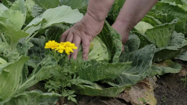 Farmer cuts cabbage head with knife for garden beds, close-up, harvest