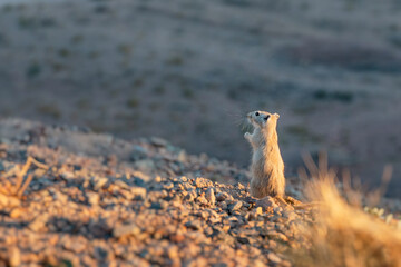 Small rodent standing on hind legs in a desert environment, curiously looking up and observing its surroundings amidst sandy terrain