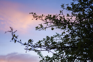 Apple Tree and Pink Sky in August Malus Domestica, Late Summer Evening