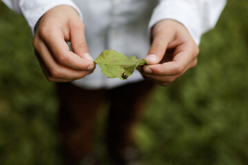 Close up of boy hands holding insect or bug on green leaf. Nature wonders. Outdoor walk. Kids...