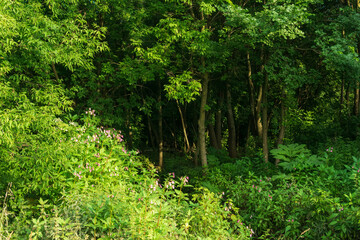 Beautiful green forest in the morning light. Summer nature background.